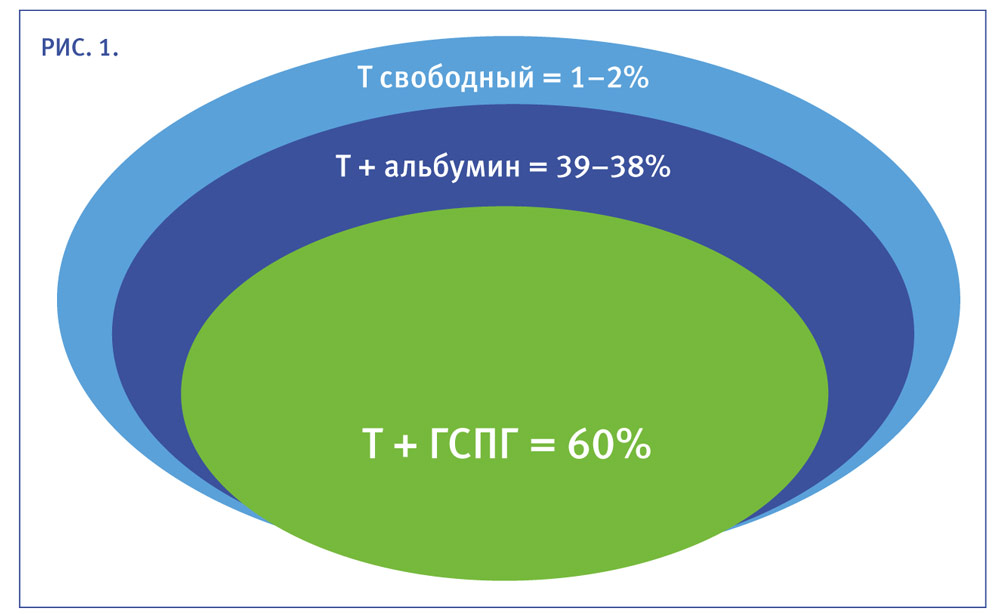 тестостерон норма у мужчин